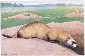Fretka czarnonoga, czarna maska, czubek łap i ogona, jeden z najrzadszych ssaków w Ameryce